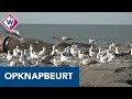 Strand van Scheveningen krijgt een facelift - OMROEP WEST