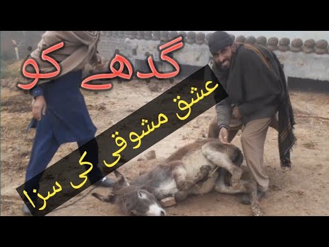 Punishment of Love for a Donkey گدھے کو عشق مشوقی کی سزا