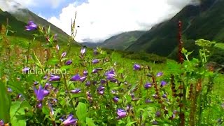 Himalayan Bell Flowers in  the Valley of Flowers National Park