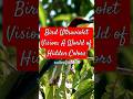Bird Ultraviolet Vision A World Of Hidden Colors Birds Wildlife Education Aviary Ultraviolet