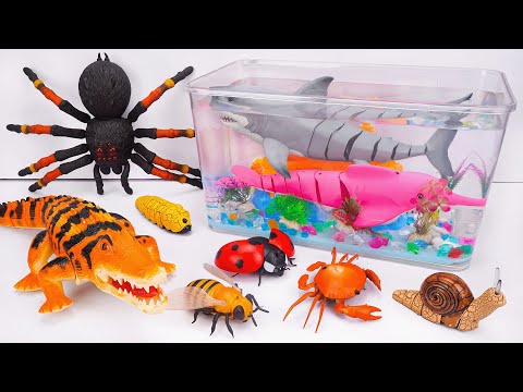 🦈Toy ASMR🦈RC Crocodile & RC Spider & RC LadyBug & Lizard ASMR Satisfying with Unboxing