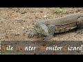 Water Monitor Lizard Video Varanus Niloticus Nile Monitor At Sweni Hide Stories Of The Kruger