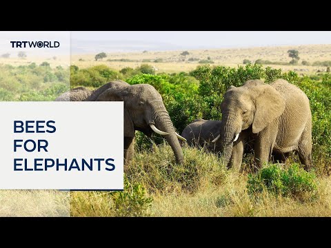 Kenya abuzz with solution to dangerous elephant encounters