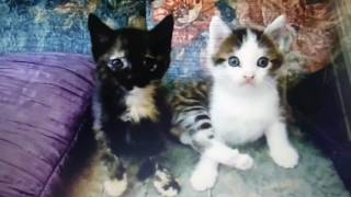 Chaton sur Wohoo de M.Pokora