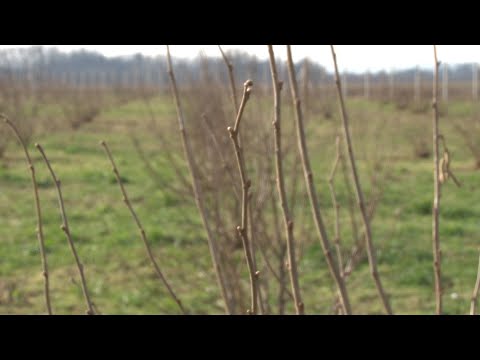 Zašto je važna rezidba lešnika tokom zime?