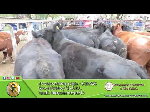 05-06-19 - Venta de Vientres - Suc. de Brivio y Cía  S.R.L. - Tandil