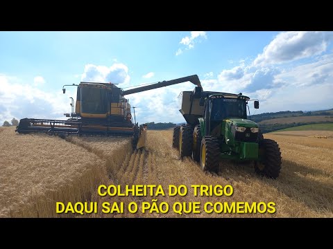 COLHEITA DO TRIGO/ SUDOESTE DO PARANÁ 