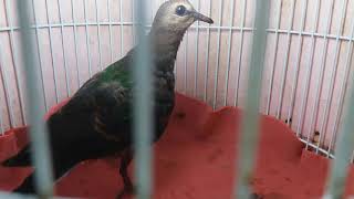 Download lagu BURUNG DERKUKU PUTRI MANDI mp3