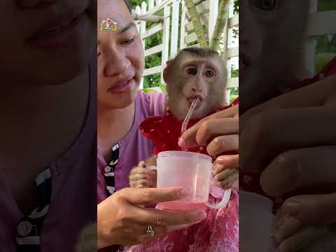 Lyly the monkey drinks watermelon juice#monkey #monkey Lyly #smart monkey #cute