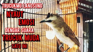 Download lagu paling dicari !!! trucukmu bakal nyaut emosi dengar pancingan trucukan gacor muda ngeriwik ropel ini mp3 Download lagu paling dicari !!! trucukmu bakal nyaut emosi dengar pancingan trucukan gacor muda ngeriwik ropel ini mp3