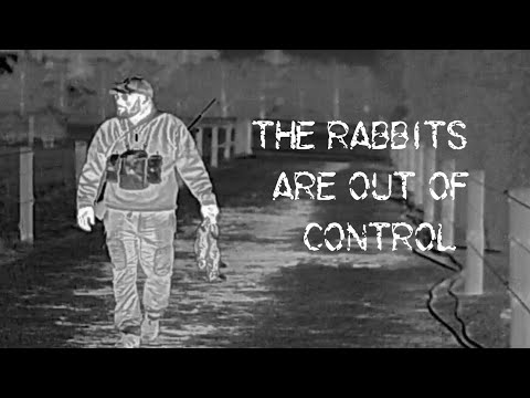 Rabbit Hunting with .22LR
