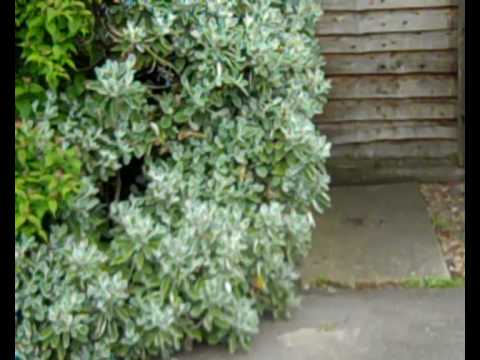 Super Cats by Lila.wmv