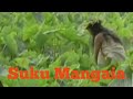 Suku Mangaia Ad4t Pernikah4n P4ling 4neh Di Duni4