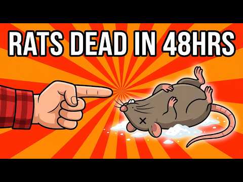 Rats Can't Survive This $1 Kitchen Trick — And Pets Are Completely Safe!