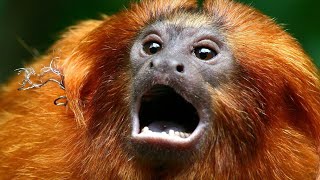 zoo monkey throws poop. Zoo Animal For Monkey.Rangpur Chiriakhana
