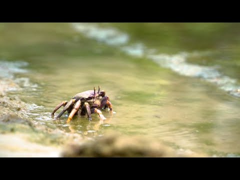 Catch And Cook sea Crab At the Beach- #Crab