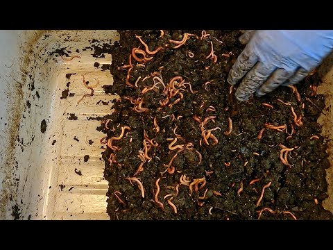 Transition 149-day bin to migration phase after 24-day forage - vermicomposting