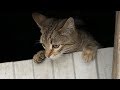 Hungry Cats And An Old White Cat He Is A Gentleman