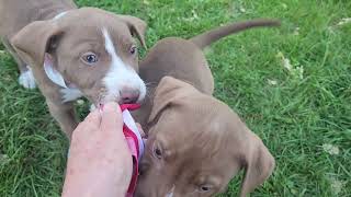 Video preview image #1 Mutt Puppy For Sale in Bandera, TX, USA