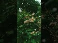 Kadhalikum Penin Kaigal Bgm