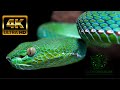 Snakes Close Up Videos That Will Make Your Skin Crawl