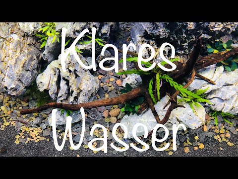 Klares Wasser im Aquarium