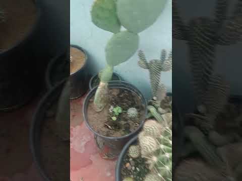 plant life with GUFRAN ahmed #cactusflower #plant #plants