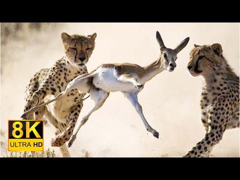 5K African Wildlife Documentary Film - Mana Pools National Park, Zimbabwe- Animals Unlimited