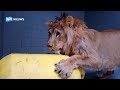 Leeuw Simba leert spelen voor hij uit quarantaine mag