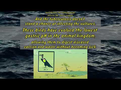 Kenny Coogan: Vultures: The acid-puking, plague-busting heroes of the ecosystem