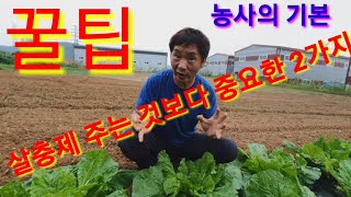 살충제 벌레약 주는것보다 중요한 2가지 김장배추 김장무  귀농 귀촌 농사 농업 텃밭 주말농장 전원일기 인간극…