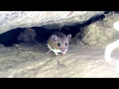 White-footed Mouse, Central Park, NYC