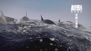 [問卦] 有沒有虎鯨在海洋中橫霸的八卦？