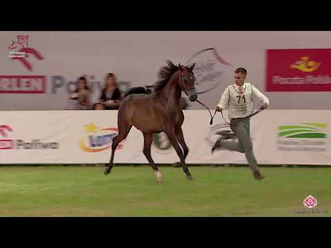 N 71 FERRUM   2020 PRIDE OF POLAND   42nd Arabian Horse National Show   Yearling Colts Class 4A