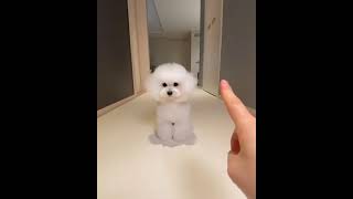  Ces engraados e muito loucos. Veja o que eles fazem ... Tente No Rir! #16 