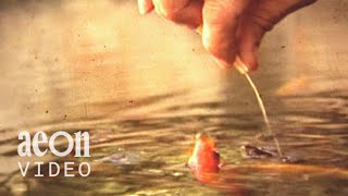 The Fish Tamer: An ageing fisherman’s dying wish