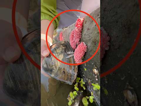 Beware of this phenomenon 😱 #facts #shorts #german #dangerous #tricks #animals