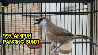 Download lagu 🔴 suara kaso kaso betina memanggil jantan mp3