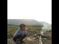 Daily Life In The Countryside Harvest Corn To Eat Cutting Bananas For Family Farming