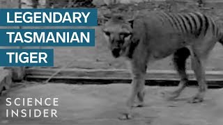 What We Know About The Legendary Tasmanian Tiger