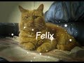 Felix S Story 2012