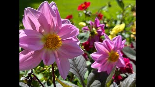 Archangel Raphael and Merlin – Meditation Monday.