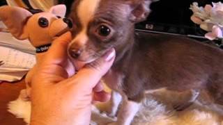 preview picture of video 'LKLs October Gold Chihuahuas, Lil Cowboy 10wk Feb13 2015'