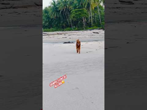 Red Siempre lleno de alegria!❤️