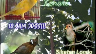 Download lagu Masteran 10 Jam (Kompilasi) Kenari, Cililin, Sikatan Londo mp3
