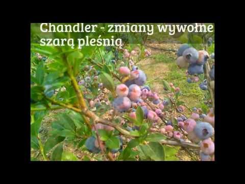 Borówka amerykańska blueberry odmiana Chandler - uszkodzenia owoców
