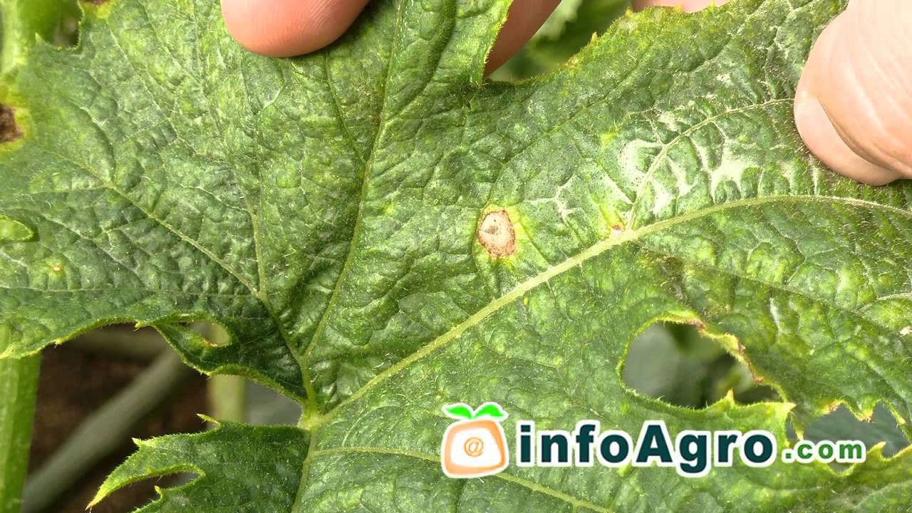 Mildiu de las cucurbitáceas