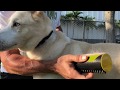 Video: Cepillo para eliminar el pelo muerto del perro KING KOMB