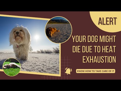 98% of Dogs have Heat Exhaustion Symptoms you should know about - 7 Signs of Heat Exhaustion In Dogs