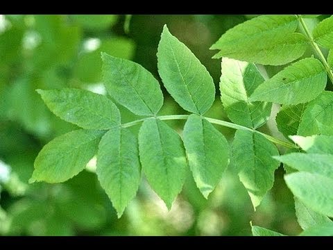 download lagu mp3 mp4 Arbol Fresno Mexico, download lagu Arbol Fresno Mexico gratis, unduh video klip Arbol Fresno Mexico